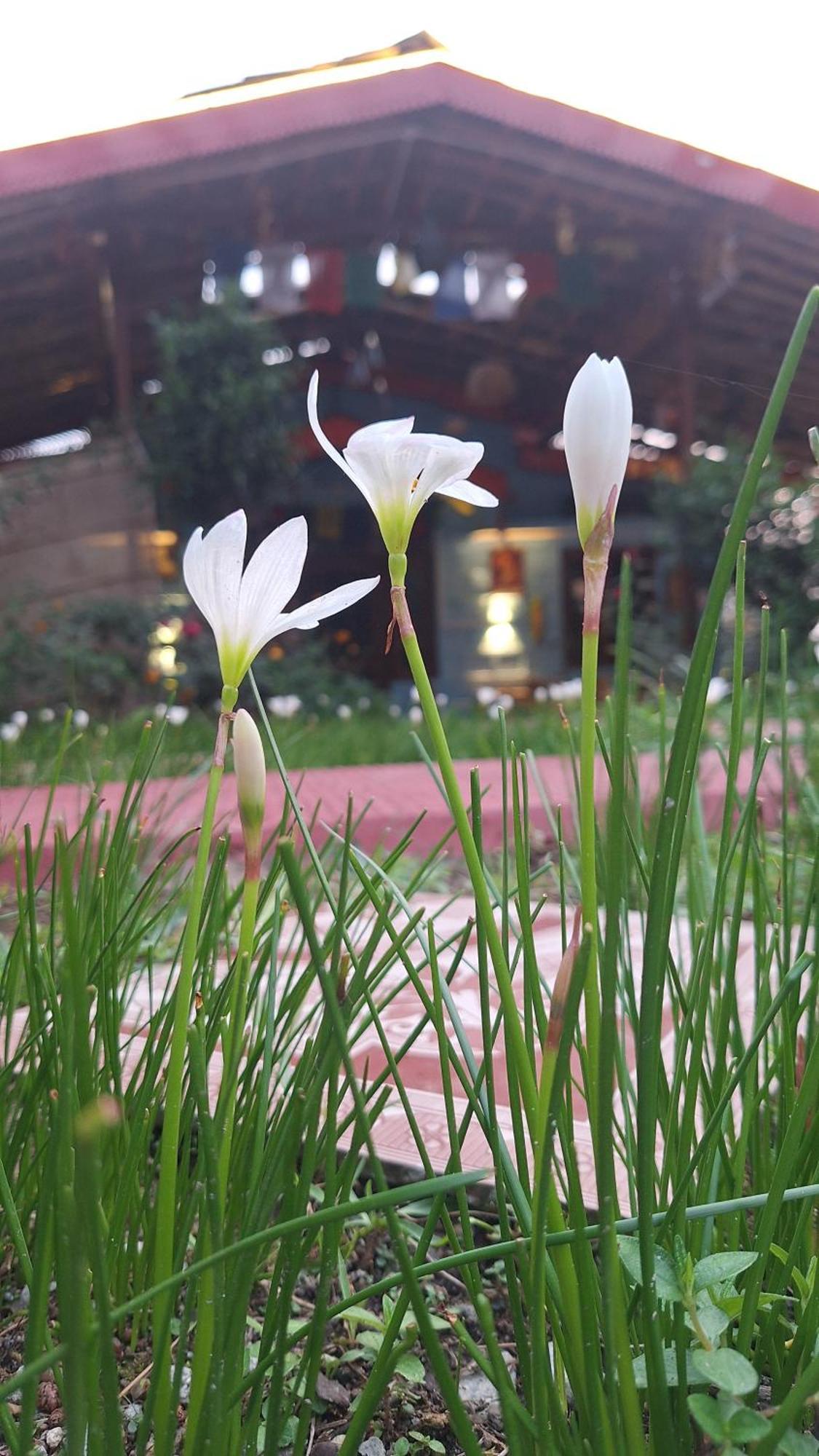 Tathastu Bir -Homestay ,Dorm,Hostel Dış mekan fotoğraf